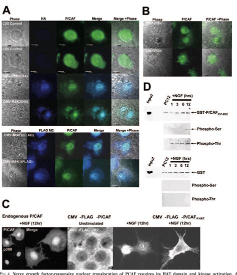 Figure 1 From Nerve Growth Factor Receptor Signaling Induces Histone