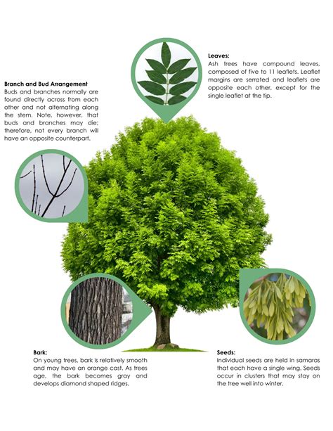 Identify an Ash Tree or Report Suspected EAB Infestation | West Fargo, ND