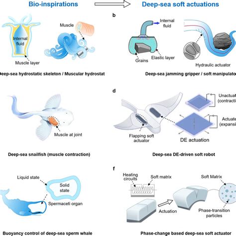 Bioinspired Deep Sea Soft Actuation A Deep Sea Invertebrate E G