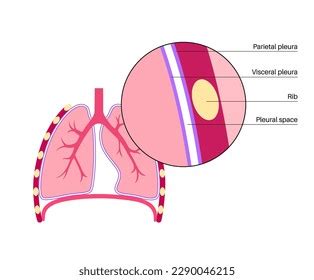 Pleura Anatomy Concept Chest Cavity Medical Stock Vector Royalty Free