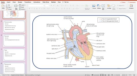 Edexcel A Level Snab Biology Topic 1 L5 Heart Teaching Resources