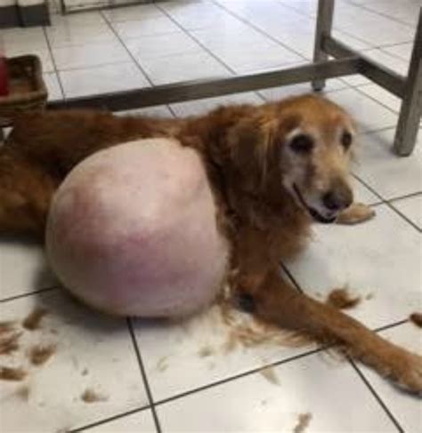 Un Chien A T Abandonn Avec Une Tumeur De Kg Yummypets