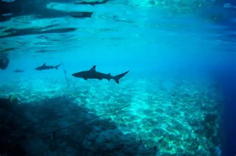 ᐅ Do Sharks Eat Their Babies? | Understanding their Nature