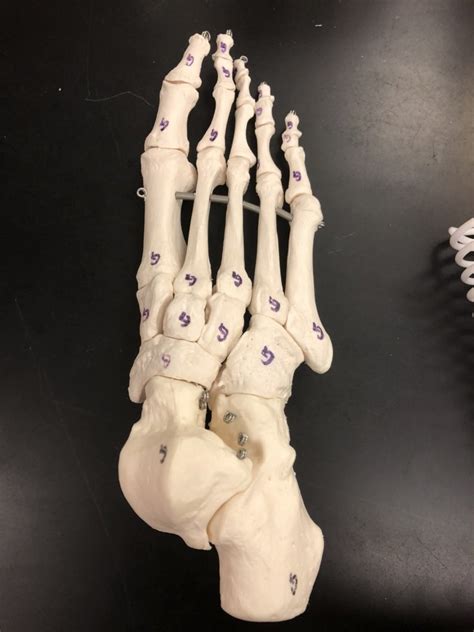 Tarsals Phalanges And Metatarsals Diagram Quizlet