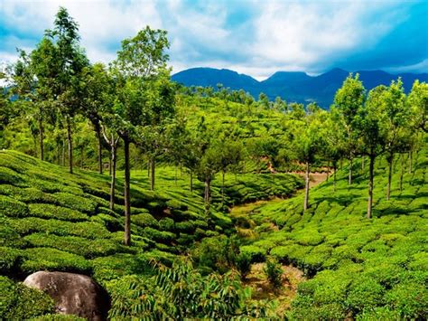 Tea gardens in Munnar - Munnar - Kerala: Photos of Munnar | Pictures of ...