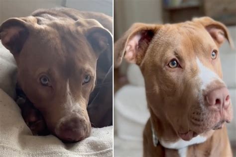 Pit Bull Cuddles With Baby And Changes Hearts On Tiktok