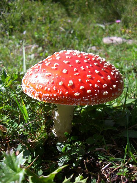 Free Images Nature Forest Flower Red Autumn Botany Flora Fungus Fly Agaric Toxic