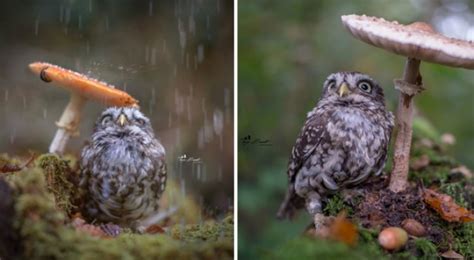 Une photographe réalise le portrait d une petite chouette qui s abrite