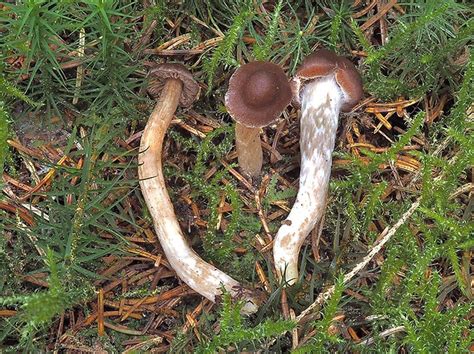 Nahuby sk Fotografia pavučinovec drobuľkovitý Cortinarius