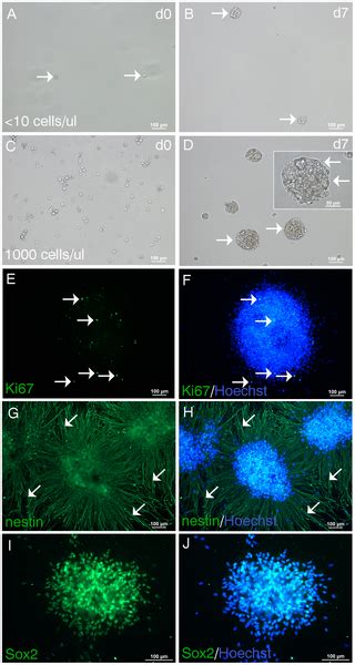 Neural Stemprogenitor Cells From The Adult Human Spinal Cord Are