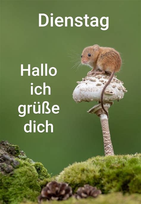 Pin von Elke auf Grüße Guten morgen dienstag Dienstag grüße