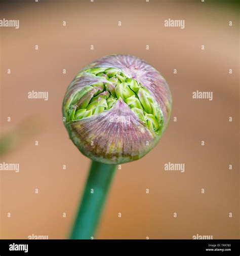 Allium Bud Close Up Hi Res Stock Photography And Images Alamy