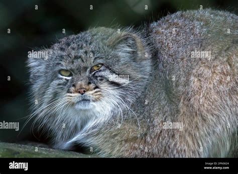 Pallas S Cat Otocolobus Manul Stock Photo Alamy