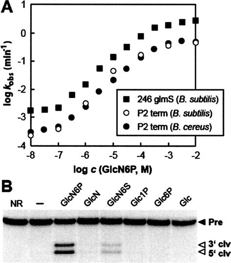 Characteristics Of The Glms Ribozyme Suggest Only Structural Roles For