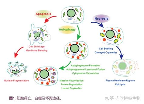 细胞活性检测概述 Determining Cell Vitality 知乎