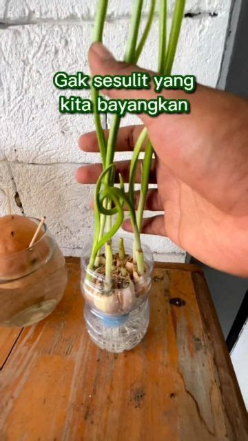 Hidroponik Indonesia On Instagram Agar Bisa Tumbuh Umbi Yang Banyak