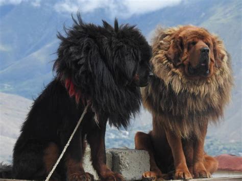 What You Need To Know Before Adopting A Tibetan Mastiff A