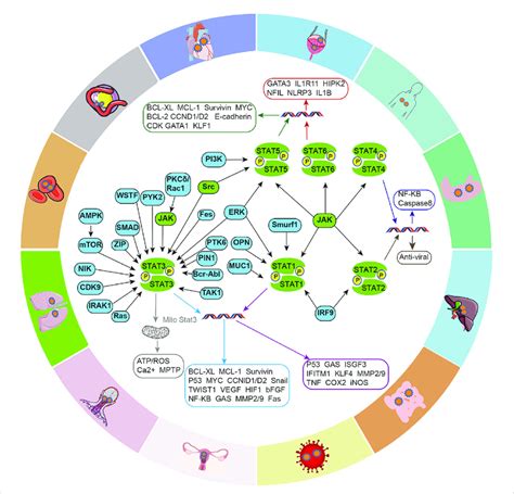 Intracellular Signaling Crosstalk Of The Jak Stat Pathway Different