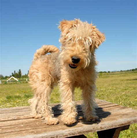 Lakeland Terrier Dog Breed Information And Characteristics