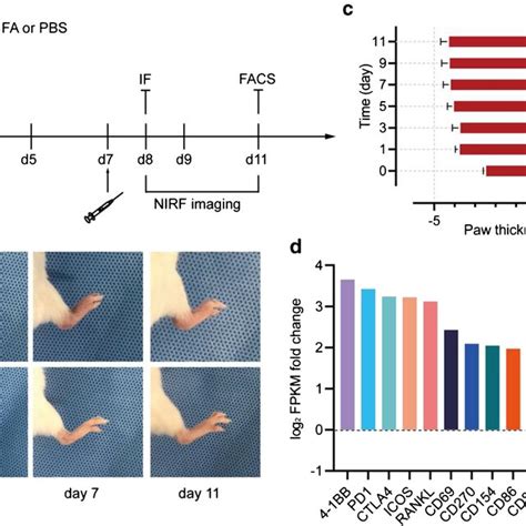 a Scheme: fluorophore conjugation of 4-1BB mAb with IRDye-680RD NHS ...