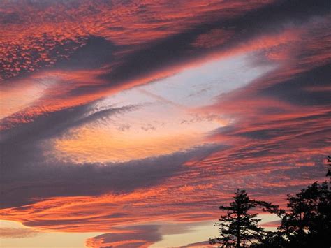 Hd Wallpaper Silhouette Of Trees At Golden Hour Sunset Sky