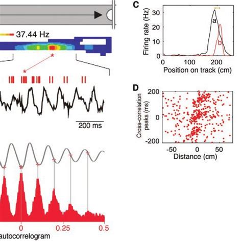 Pdf Neuronal Oscillations In Cortical Networks