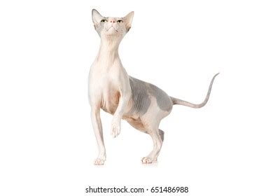 Canadian Sphynx Cat Breed Cat Naked Stock Photo 651486988 Shutterstock