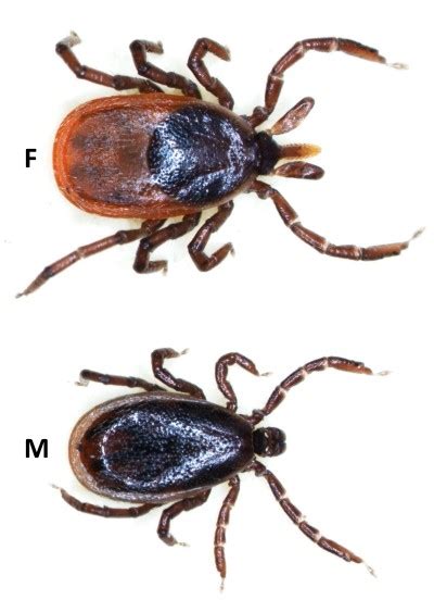 Black Legged Or Deer Tick Oklahoma State University