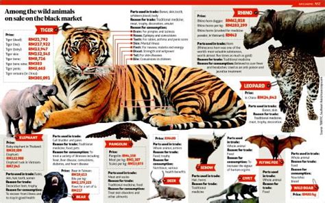 Wild Animals In Malaysia - Ichlasari