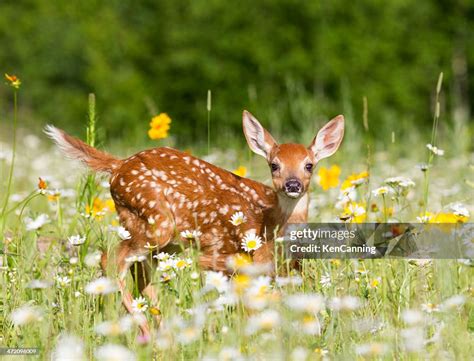 Deer Fawn High Res Stock Photo Getty Images