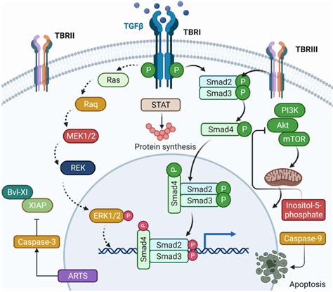 Figure Showing Molecular Pathways Involving The Transforming Growth