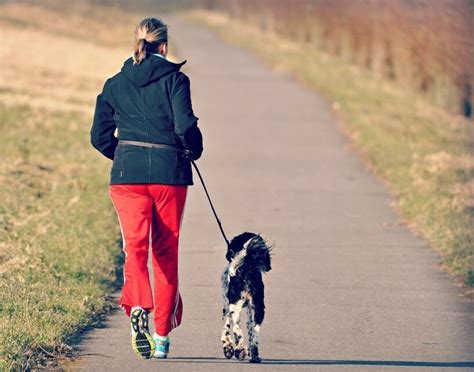 Correr Con Perro 9 Consejos