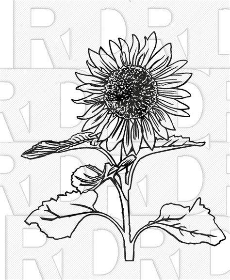 Sunflower Svg Sunflowers Svg Svg Cut Files Silhouette Etsy