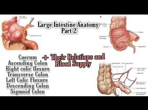 Anatomy Of Large Intestine Caecum Ascending Transverse And