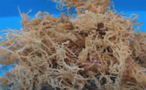 Sea Moss Chondrus Crispus Eucheuma Spinosum Nursery Plants Health