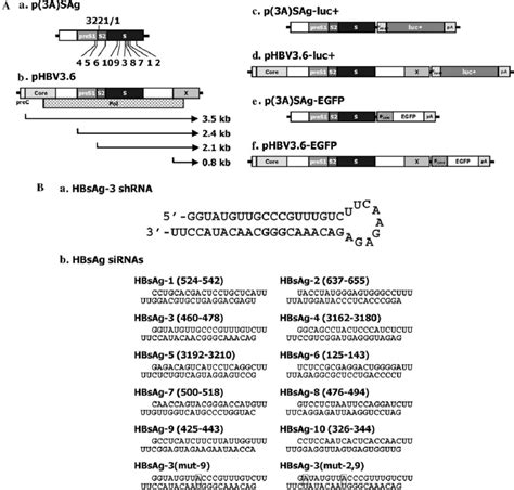 Hbsag Expression Vectors And Rnai Targeting Sites A Hbv Expression