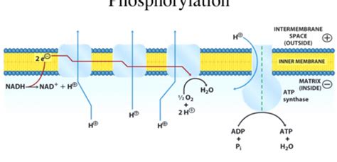 Chapter 19 Biochemistry Electron Transport And Oxidative