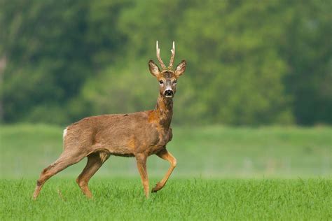 Roe Deer Facts Behavior Habitat Diet Pictures