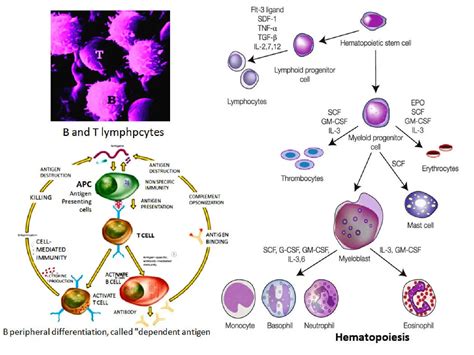 Lymphocytes Cell Diagram