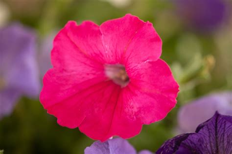 How To Grow And Care For Petunia Plants