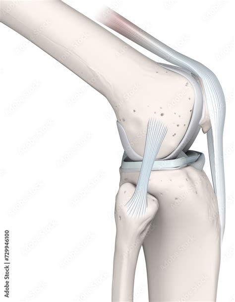 Knee Joint Anatomy Bones Menisci Articular Cartilage And Ligaments