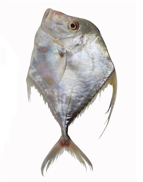 Buy Fresh Pattal Fish Diamond Trevally Fish In Karachi Pakistan