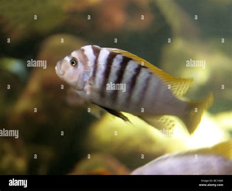 Pseudotropheus Fainzilberi Hi Res Stock Photography And Images Alamy