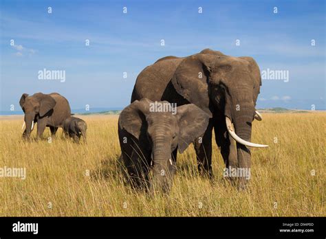 African Bush Elephant Loxodonta Africana Mothers With Calves Maasai