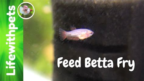 Feeding Betta Fry Youtube