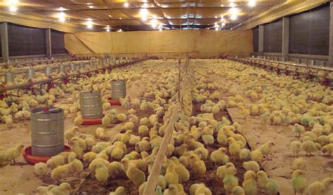 Hambos Nigeria Enterprises Brooding Chickens