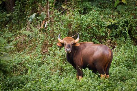 Gaur - KHAO SOK National Park, Thailand