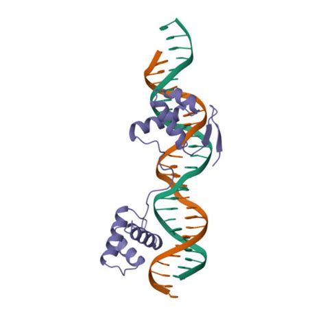 RCSB PDB 6PAX CRYSTAL STRUCTURE OF THE HUMAN PAX 6 PAIRED DOMAIN DNA