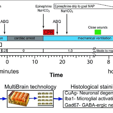 Gad67 Stained And Cuag Stained Sections From The Same Brain Regions