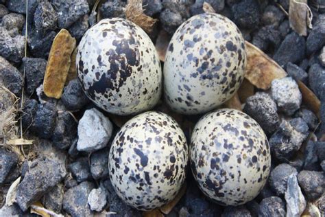 British Bird Egg Identification Chart The Bird House